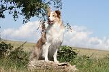 BORDER COLLIE 050